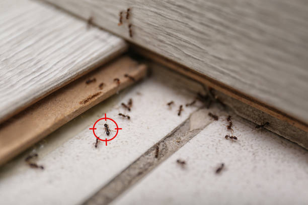 Best Rat Extermination Near Me  in Dunbar, SC