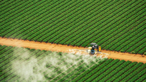 Best Termite Control Services  in Dunbar, SC