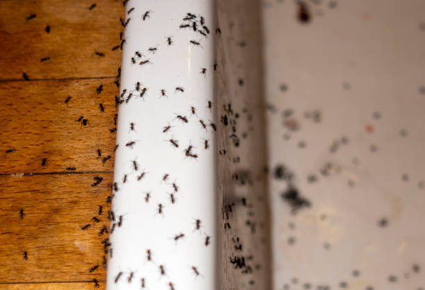 Best Emergency Pest Control  in Dunbar, SC