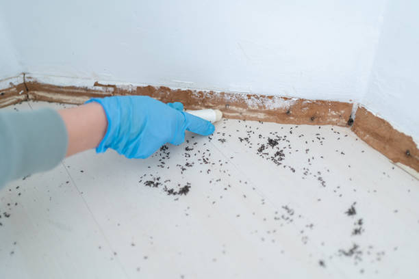 Trusted Dunbar, SC Pest Control Experts